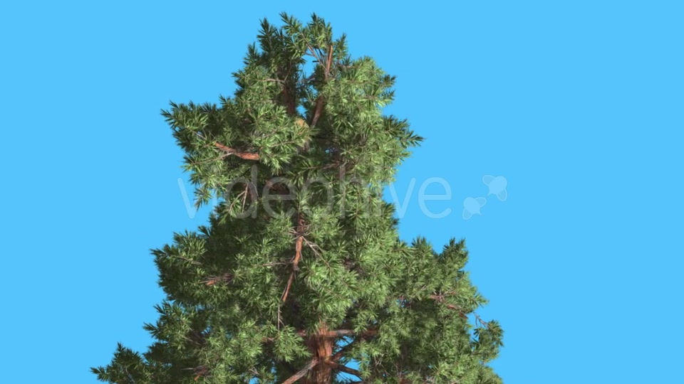 Scots Pine Top of Coniferous Evergreen Tree Pinus - Download Videohive 15702511