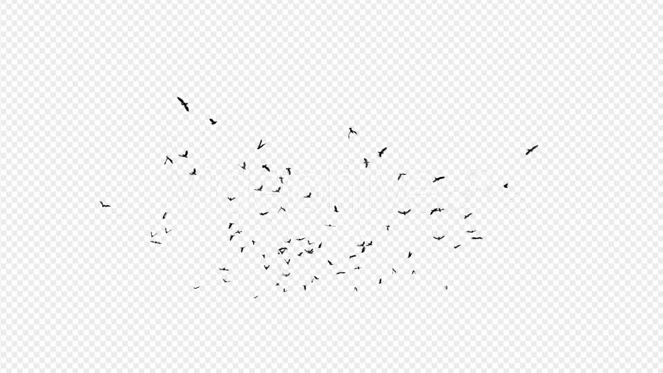 Seagulls Silhouette 2 - Download Videohive 20021873