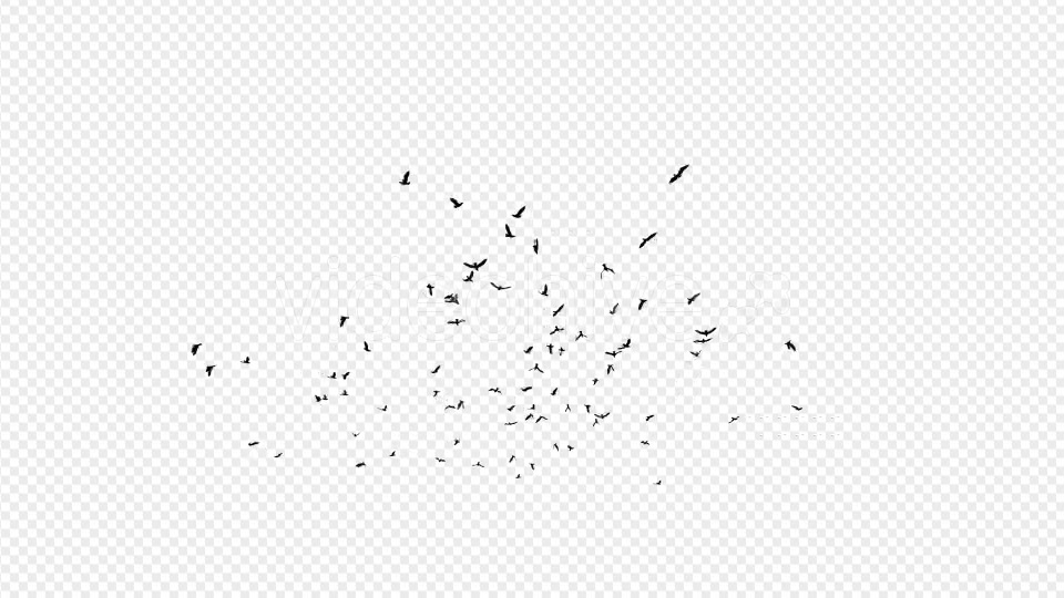 Seagulls Silhouette 2 - Download Videohive 20021873