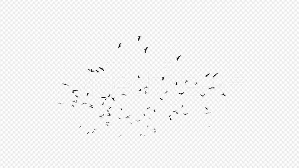 Seagulls Silhouette 2 - Download Videohive 20021873