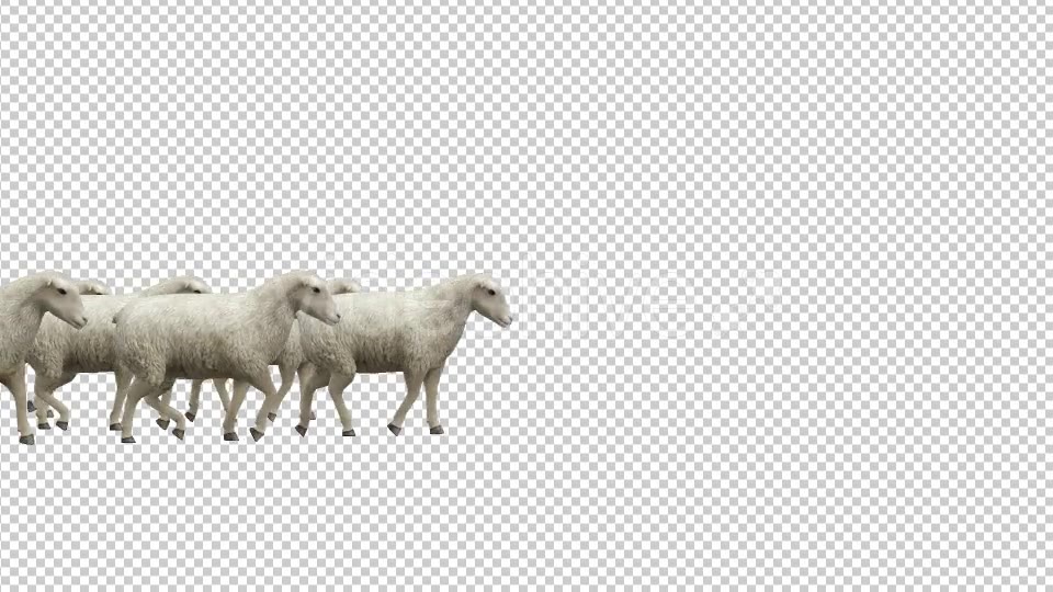 Sheeps Fast Walk - Download Videohive 20482217