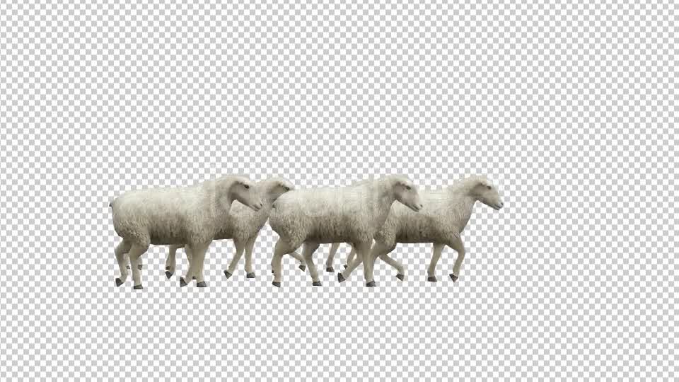 Sheeps Fast Walk - Download Videohive 20482217