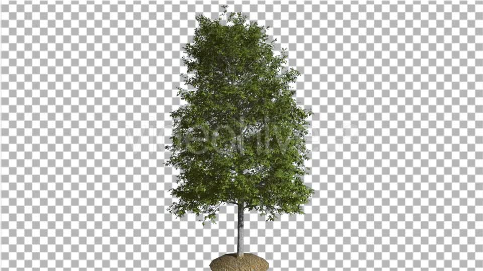 Shingle Oak Tree is Swaying at the Wind Green - Download Videohive 15185051