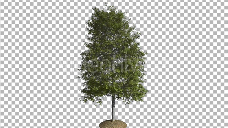 Shingle Oak Tree is Swaying at the Wind Green - Download Videohive 16931152