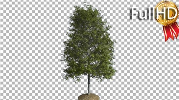 Shingle Oak Tree is Swaying at the Wind Green - Download Videohive 16931152