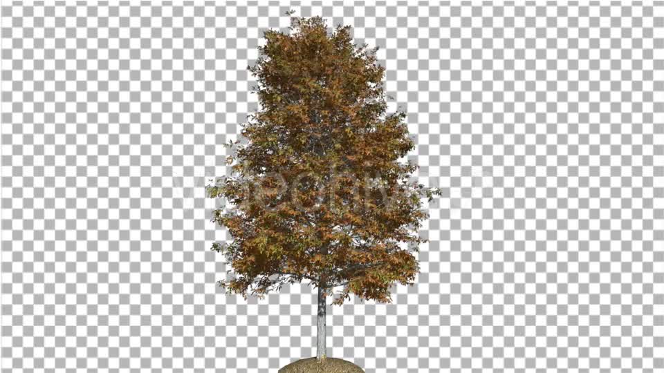 Shingle Oak Tree is Swaying at The Wind Yellow - Download Videohive 14790632