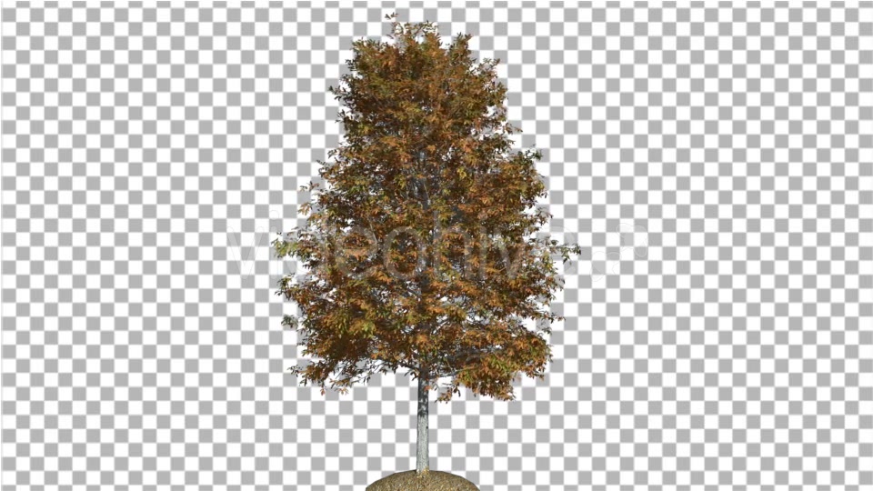 Shingle Oak Tree is Swaying at The Wind Yellow - Download Videohive 14790632