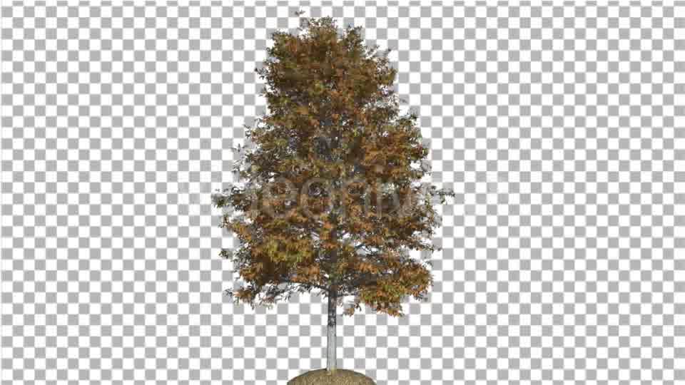 Shingle Oak Tree is Swaying at the Wind Yellow - Download Videohive 16965628