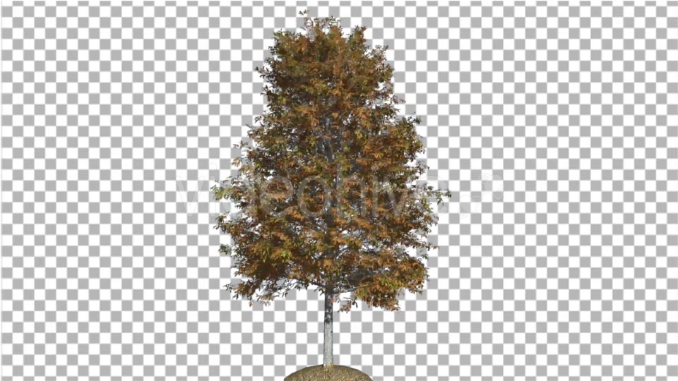 Shingle Oak Tree is Swaying at the Wind Yellow - Download Videohive 16965628