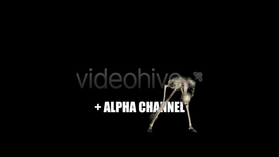 Skeleton Funny Dance Videohive 1558243 Motion Graphics Image 6