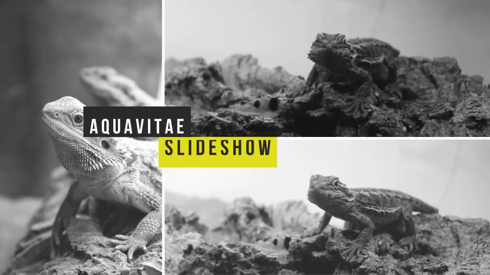 Slideshow - Download Videohive 10341731