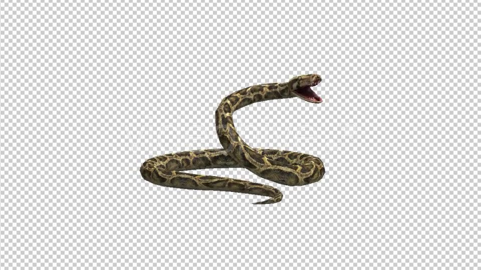 Snake Attack - Download Videohive 21180375