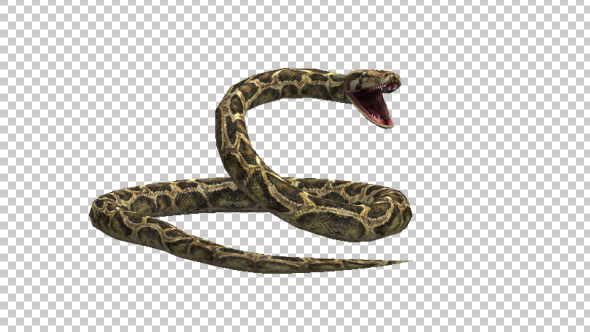 Snake Attack - Download Videohive 21180375