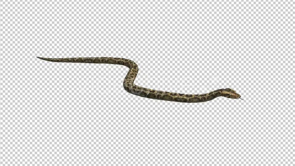 Snake - Download Videohive 21180300