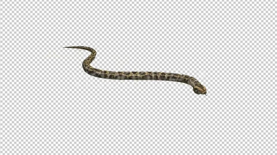 Snake - Download Videohive 21180300