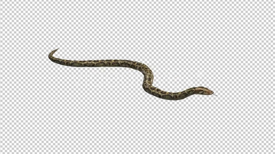 Snake - Download Videohive 21180300