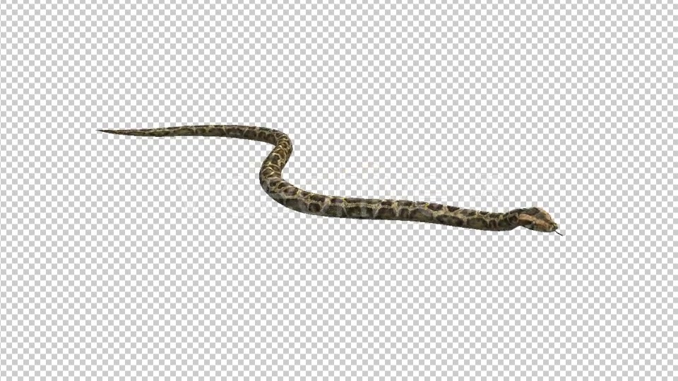 Snake - Download Videohive 21180300