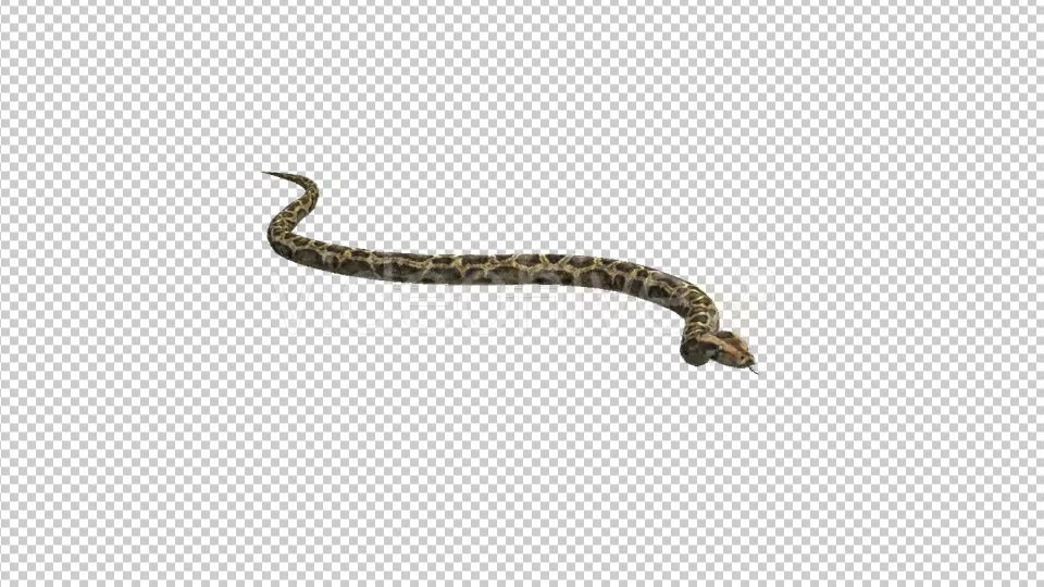 Snake - Download Videohive 21180300