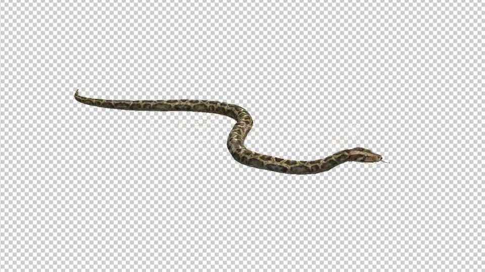 Snake - Download Videohive 21180300