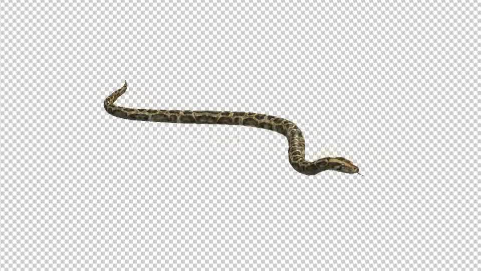 Snake - Download Videohive 21180300