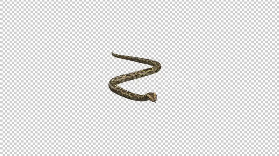 Snake Moving - Download Videohive 21180181