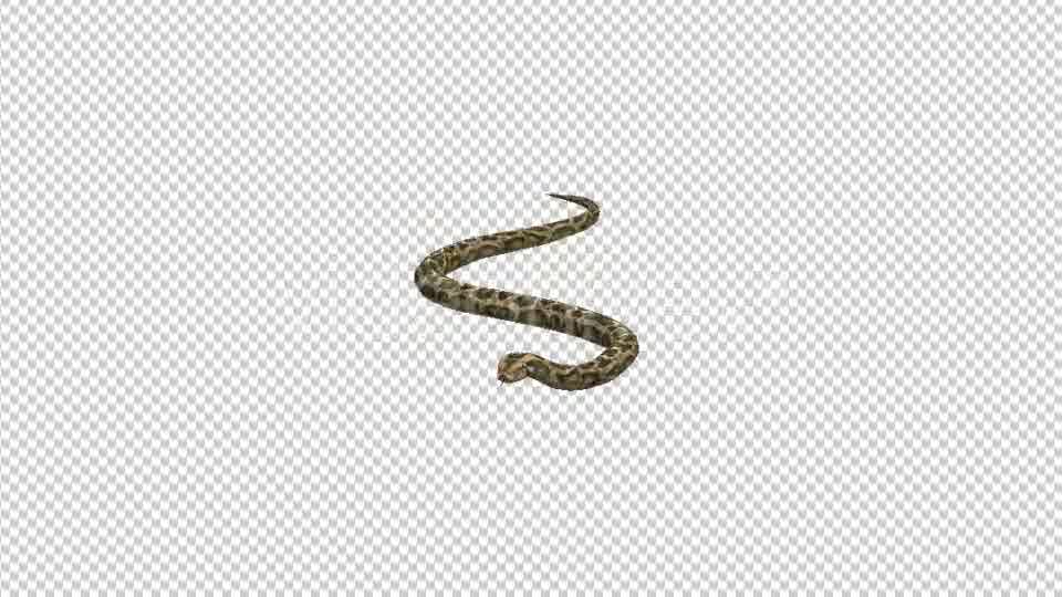 Snake Moving - Download Videohive 21180181