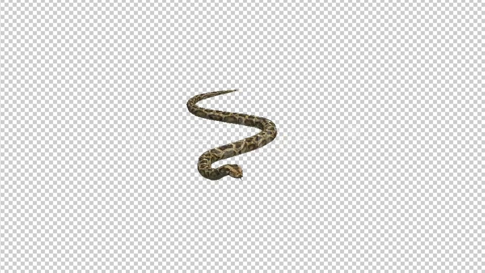 Snake Moving - Download Videohive 21180181