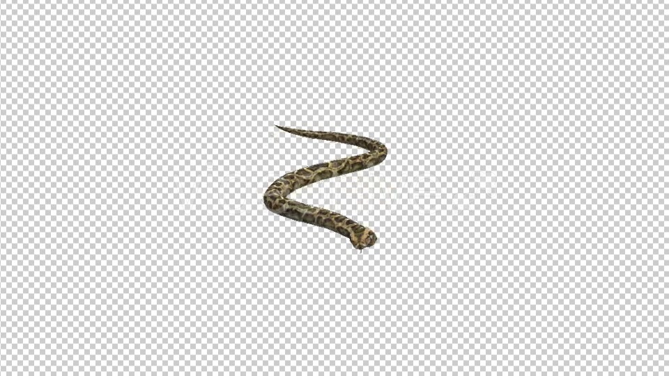 Snake Moving - Download Videohive 21180181