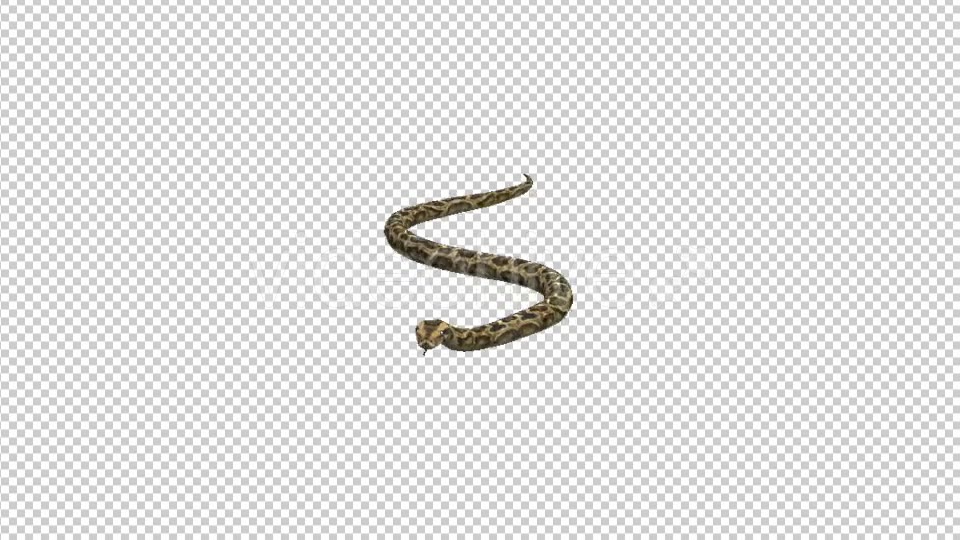 Snake Moving - Download Videohive 21180181