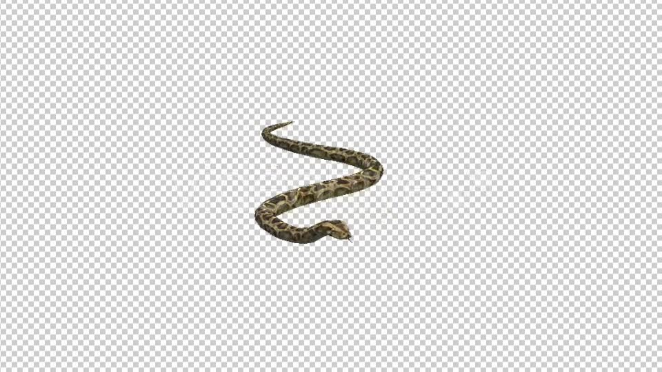 Snake Moving - Download Videohive 21180181