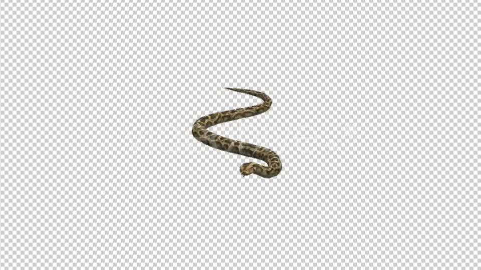 Snake Moving - Download Videohive 21180181