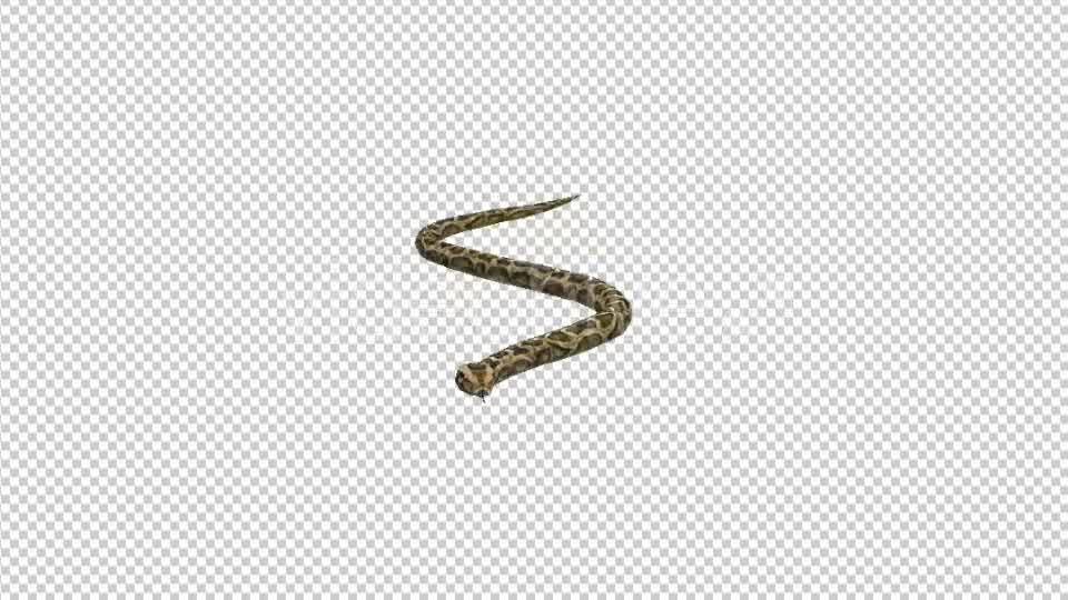 Snake Moving - Download Videohive 21180181