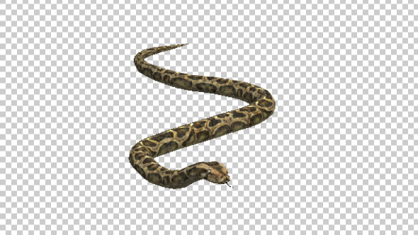 Snake Moving - Download Videohive 21180181