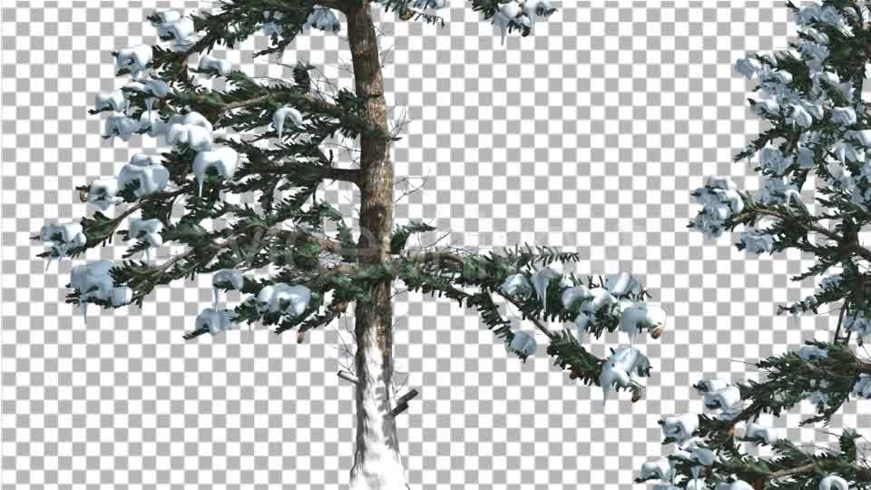 Snow on White Fir Rare Branches Coniferous - Download Videohive 19648331