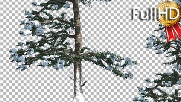 Snow on White Fir Rare Branches Coniferous - Download Videohive 19648331