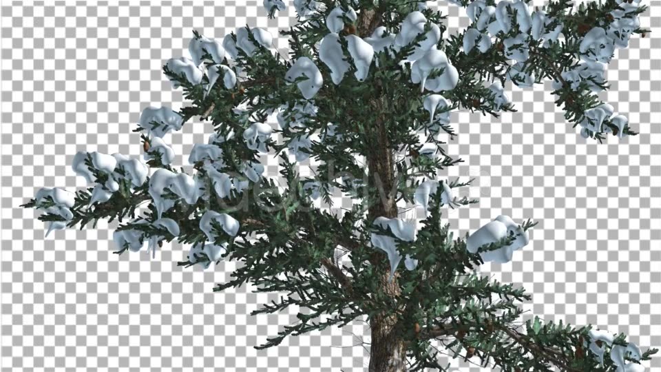 Snow on White Fir Trunk Branches Coniferous - Download Videohive 19267101