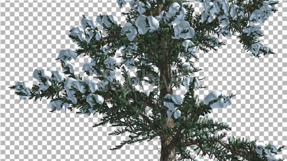 Snow on White Fir Trunk Branches Coniferous - Download Videohive 19267101