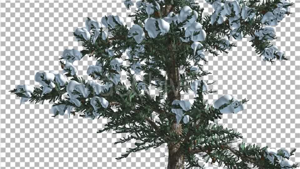 Snow on White Fir Trunk Branches Coniferous - Download Videohive 19267101