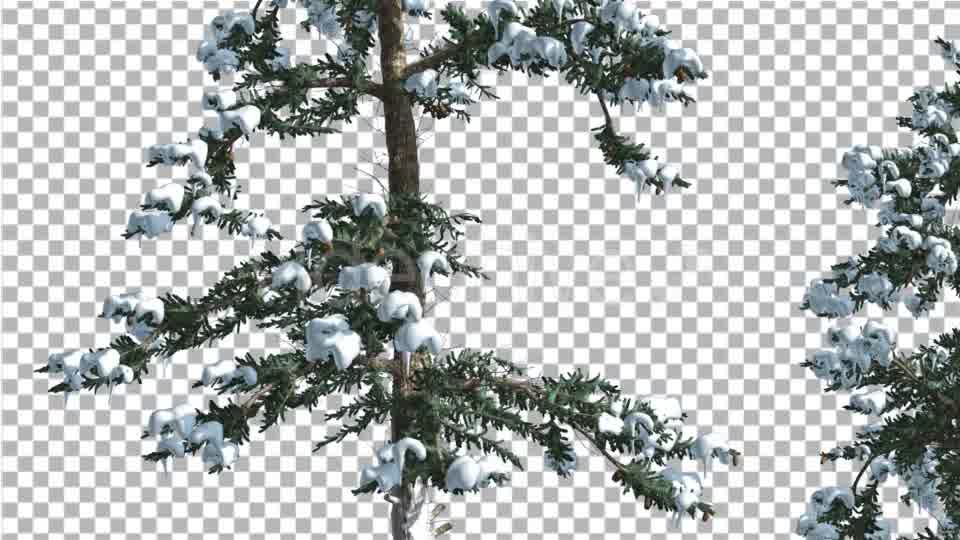 Snow on White Fir Two Thin Trees Coniferous - Download Videohive 19263190