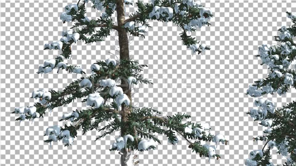 Snow on White Fir Two Thin Trees Coniferous - Download Videohive 19595738