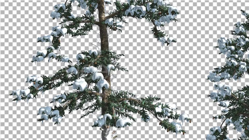 Snow on White Fir Two Thin Trees Coniferous - Download Videohive 19595738