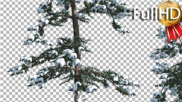 Snow on White Fir Two Thin Trees Coniferous - Download Videohive 19595738