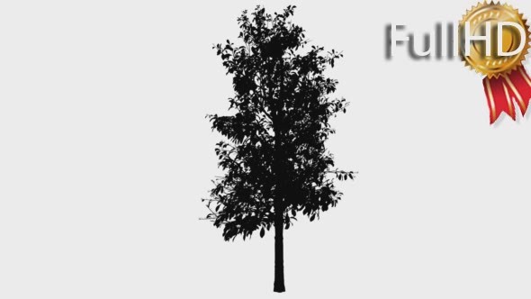 Sourwood Sorrel Tree Silhouette of Animated Tree - Download Videohive 15319621
