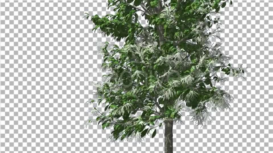 Sourwood Thin Tree is Swaying at The Wind Green - Download Videohive 14733479