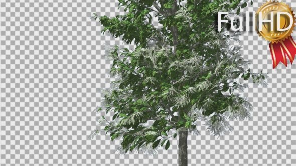 Sourwood Thin Tree is Swaying at The Wind Green - Download Videohive 14733479