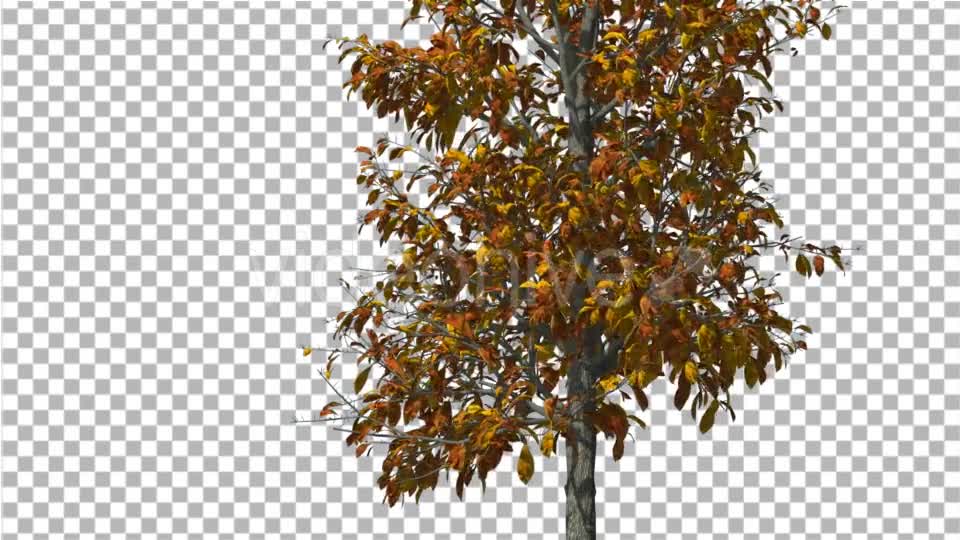 Sourwood Thin Tree is Swaying at The Wind Yellow - Download Videohive 14758606