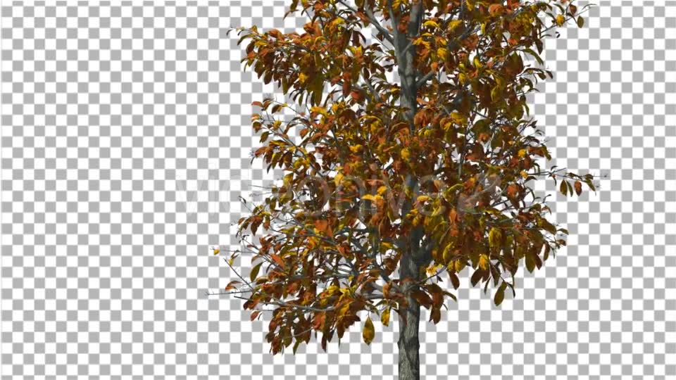 Sourwood Thin Tree is Swaying at The Wind Yellow - Download Videohive 14758606