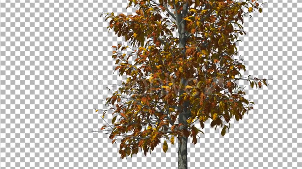 Sourwood Thin Tree is Swaying at The Wind Yellow - Download Videohive 14758606