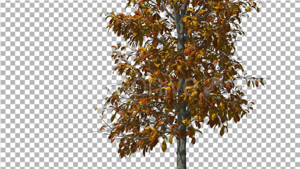 Sourwood Thin Tree is Swaying at The Wind Yellow - Download Videohive 14758606