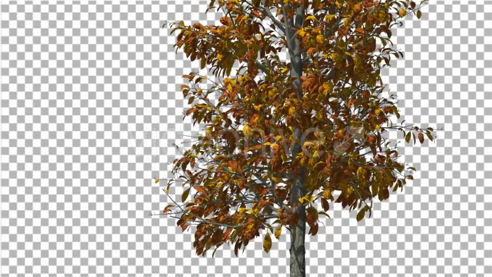 Sourwood Thin Tree is Swaying at The Wind Yellow - Download Videohive 14758606